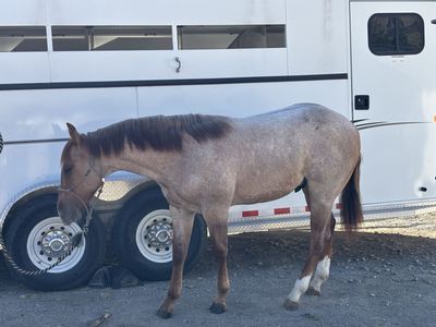 2025 , AQHA, Very well bread, Dun Roan quarter horse.