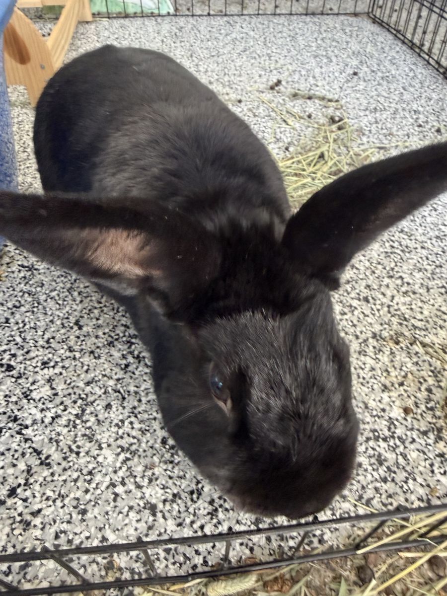 FREE Friendly 4-Year-Old Black Male Rabbit (House-trained) with Large Free Cage