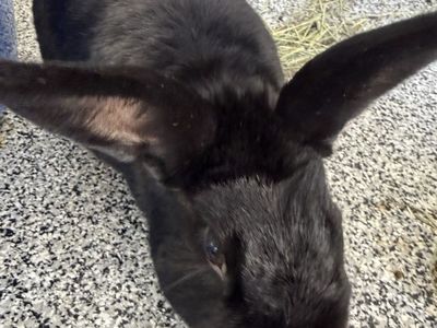 FREE Friendly 4-Year-Old Black Male Rabbit (House-trained) with Large Free Cage