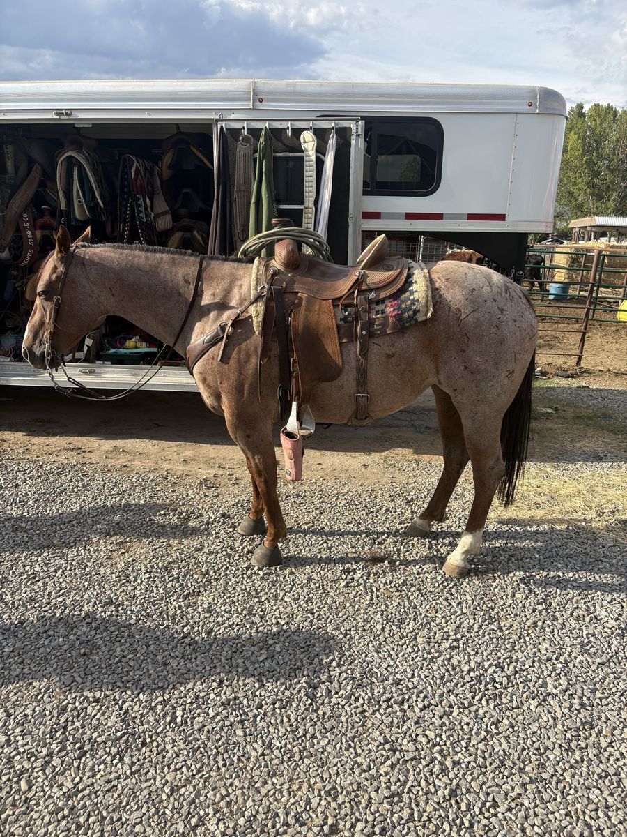 6yr old mare head horse