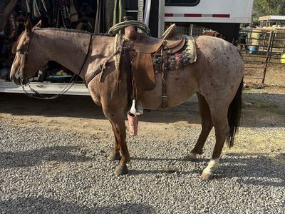 6yr old mare head horse