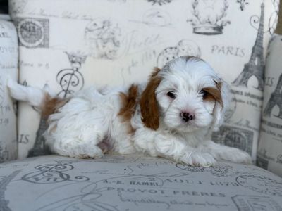 Special Price. This week only. Snuggles – Easygoing Mini Cavapoo Ready for His Family