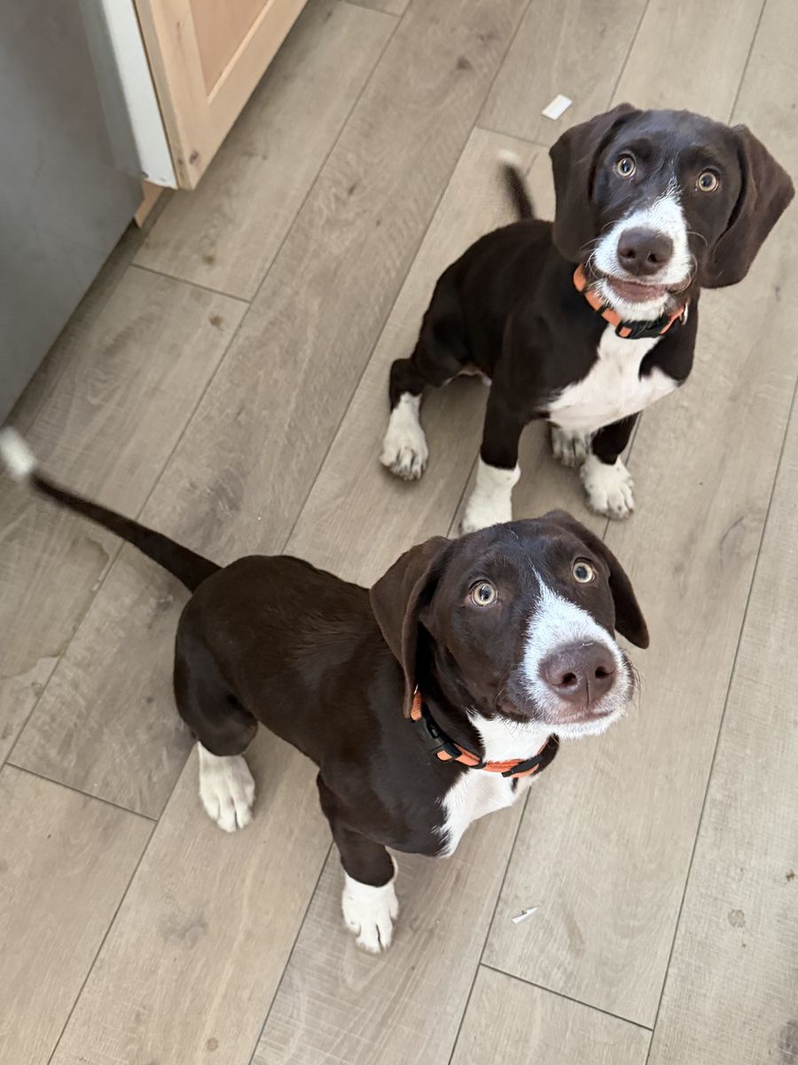Mountain Pointer Puppies - First Generation Hybrid:  German Shorthair Pointer and Bernese Mountain Dog