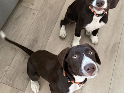 Mountain Pointer Puppies - First Generation Hybrid: German Shorthair Pointer and Bernese Mountain Dog