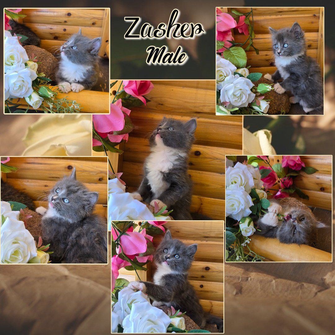 Kittens For Sale In Cedar City Ut.