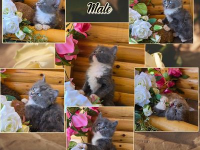Kittens For Sale In Cedar City Ut.