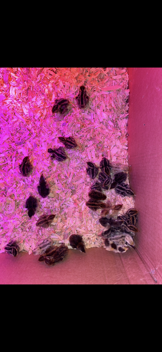Quail chicks hatching now 4/7