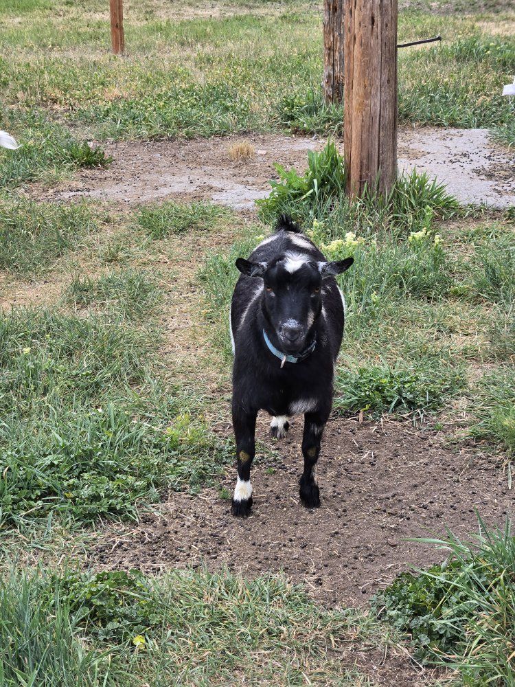 Pet quality nigerian dwarf doe