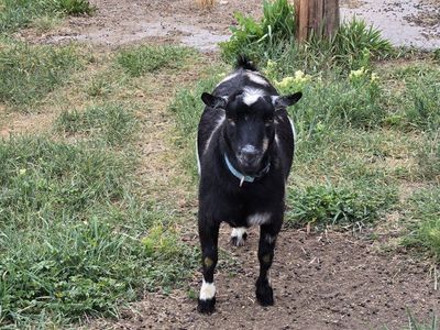 Pet quality nigerian dwarf doe