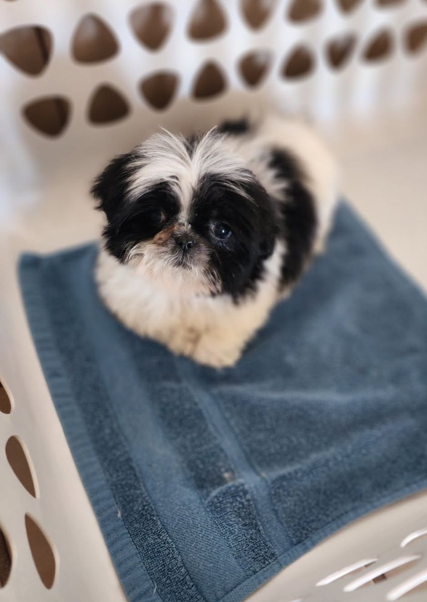 Shih Tzu puppy- Imperial Miniature 3 lbs