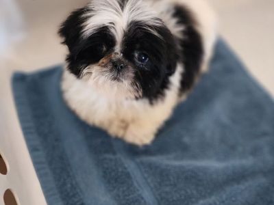 Shih Tzu puppy- Imperial Miniature 3 lbs