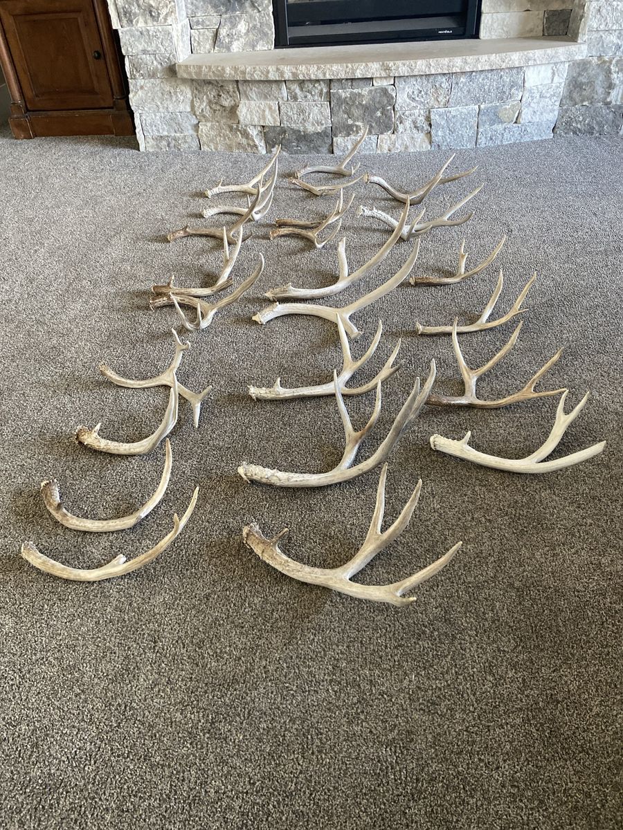 24 nice mule deer shed antlers