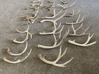 24 nice mule deer shed antlers