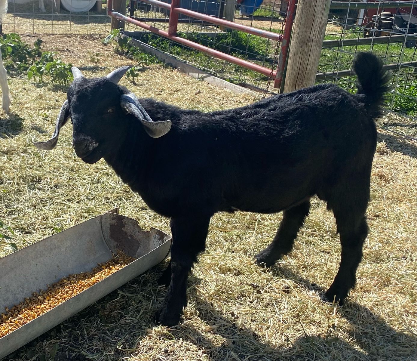 Boer Buckling