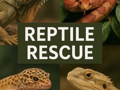 Reptile Rescue