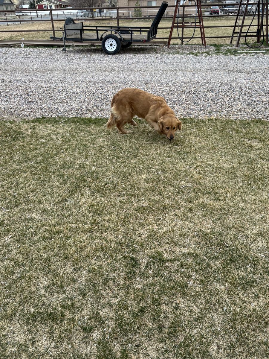 Golden Retriever AKC