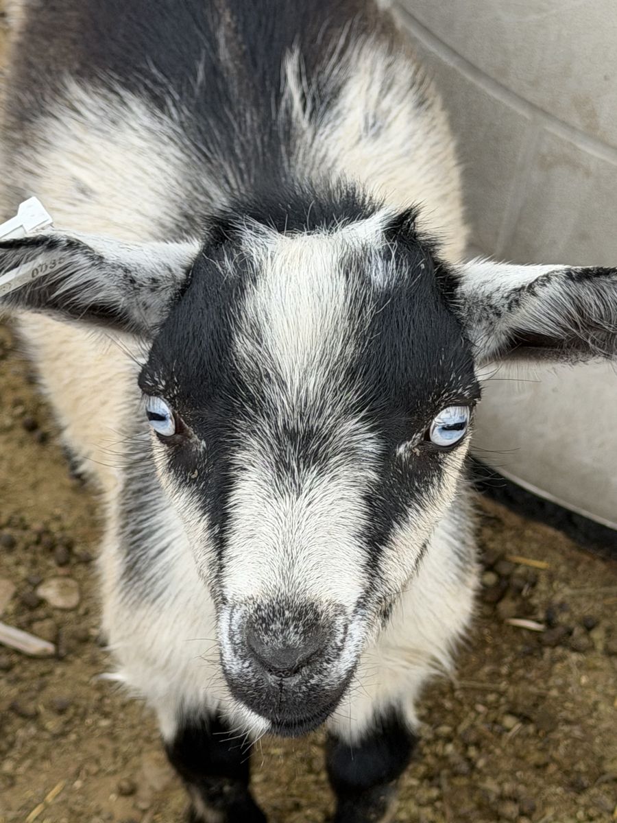Nigerian Dwarf Kid Goats - males and females available