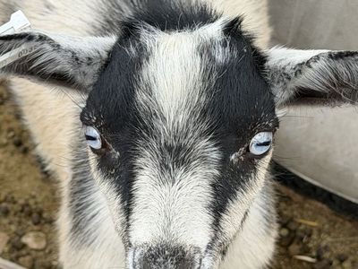 Nigerian Dwarf Kid Goats - males and females available
