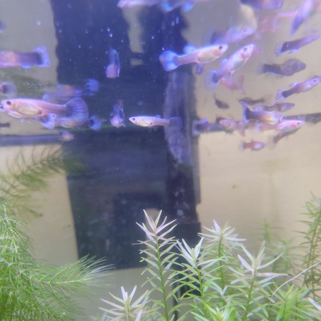Juvenile Fancy Guppies 10 for $1