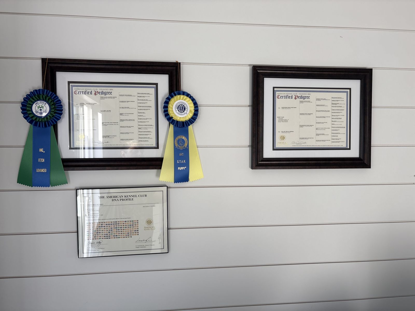 AKC Cream Dachshumd Stud