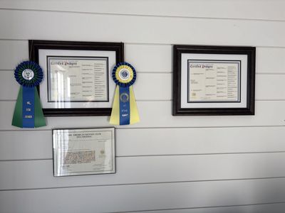 AKC Cream Dachshumd Stud