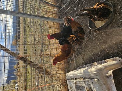 Roosters for sale