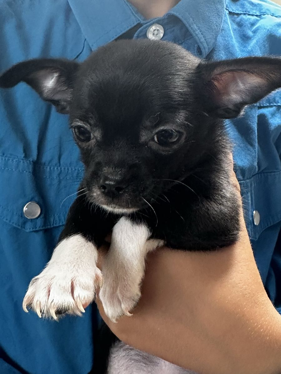 AKC applehead chihuahua puppies