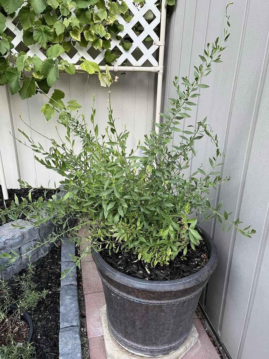 Beautiful White Gaura Plant Healthy & Ready to Bloom.