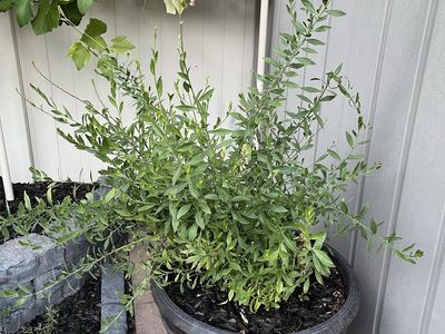 Beautiful White Gaura Plant Healthy & Ready to Bloom.