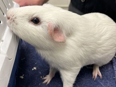 Hello my name is Snowball