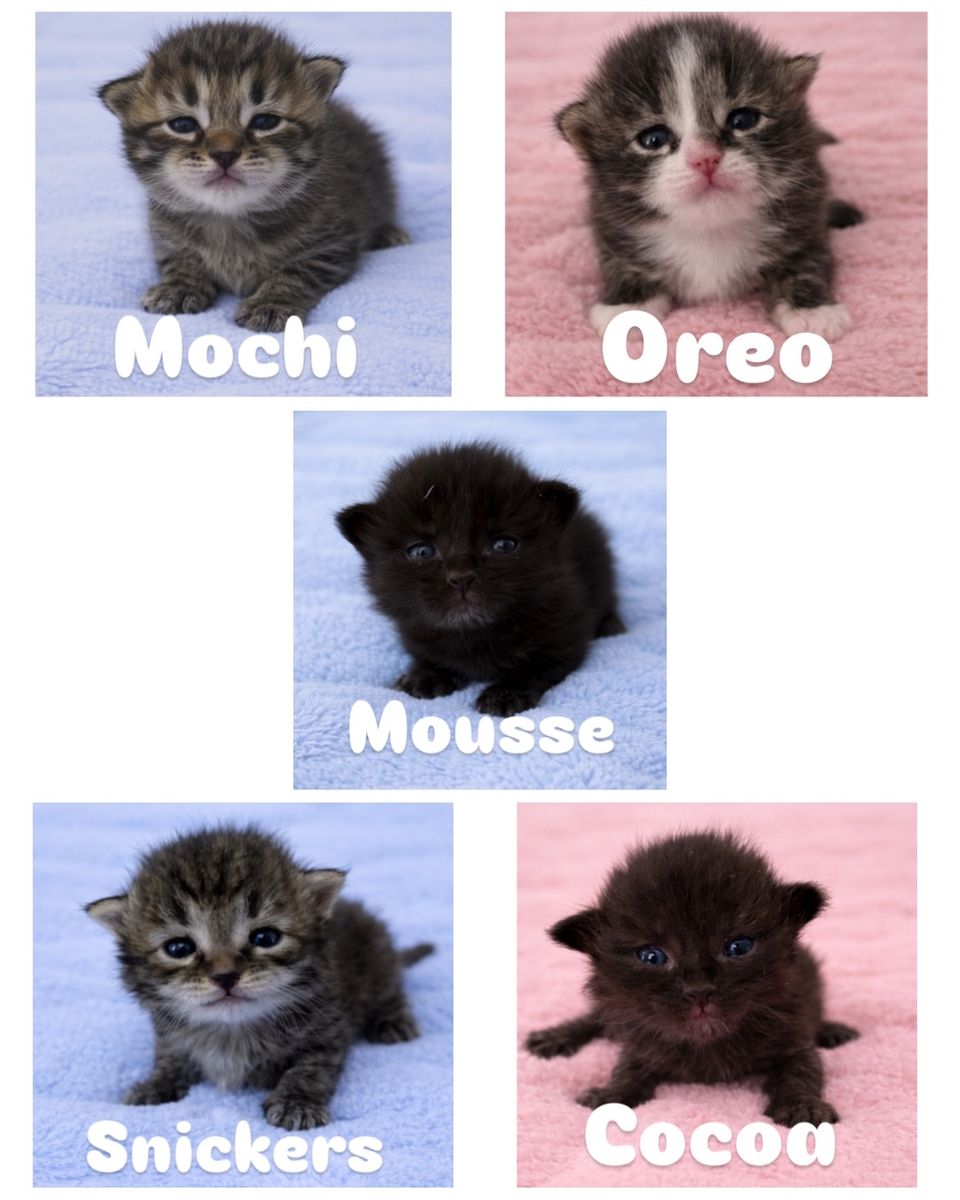 Hypoallergenic Siberian Kittens.