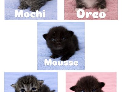 Hypoallergenic Siberian Kittens.