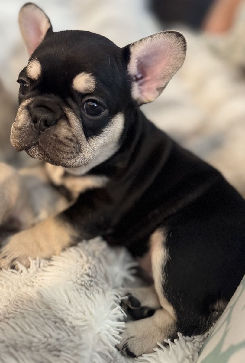 High Quality French Bulldog Puppies