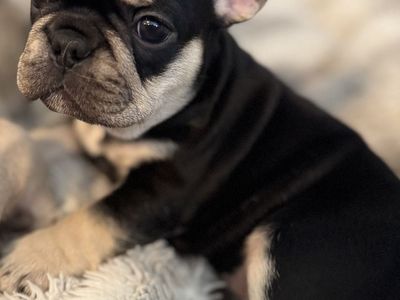 High Quality French Bulldog Puppies