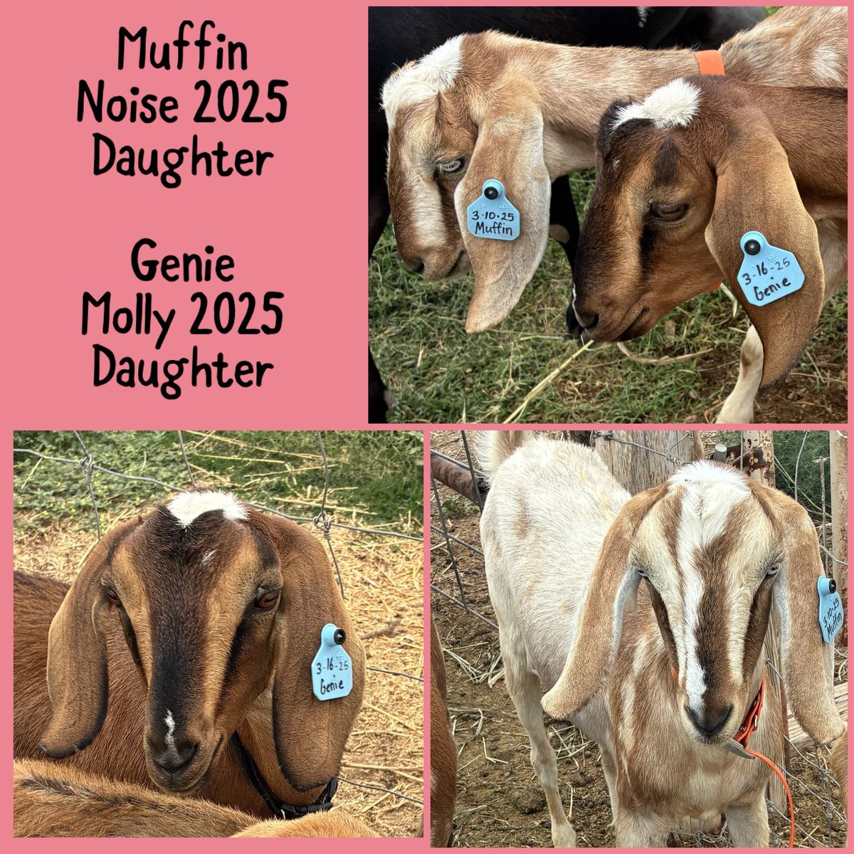 Young Dairy Goats