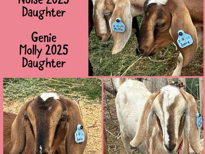 Young Dairy Goats