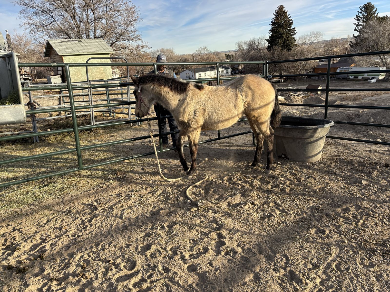 AQHA SUN FROST FILLY