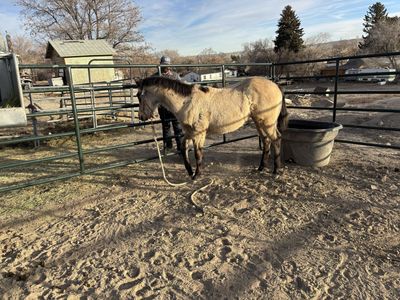 AQHA SUN FROST FILLY