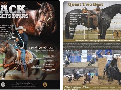 SPH Standing Two AQHA Rope Horse Stallions