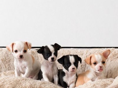 Chihuahuas