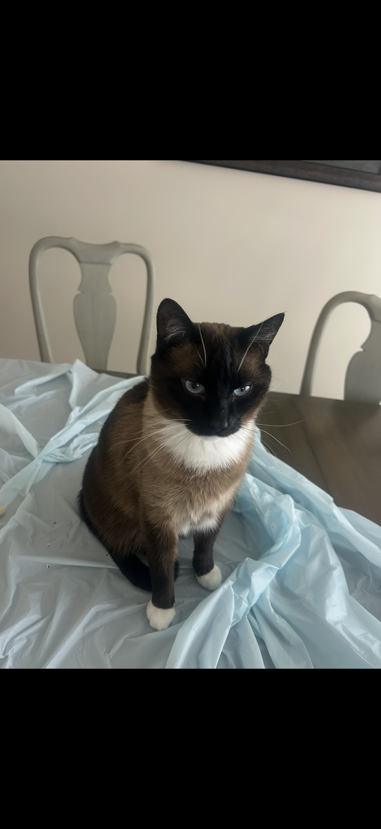 Siamese cat