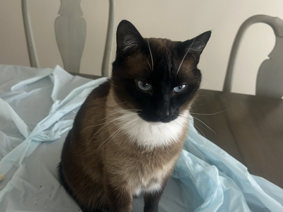 Siamese cat