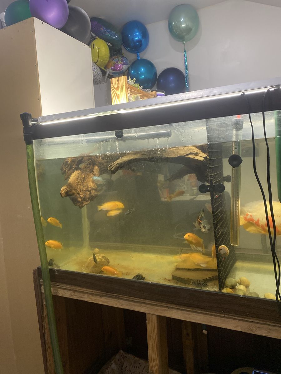 Fish Read Description