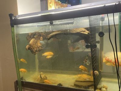 Fish Read Description