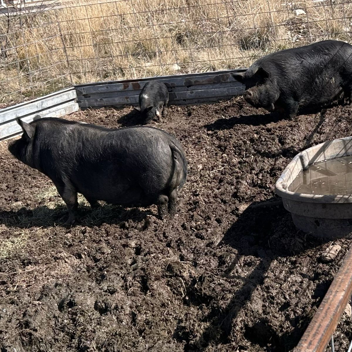 Sow Pig Kune Kune, Idaho Pasure, Pot Belly Mix