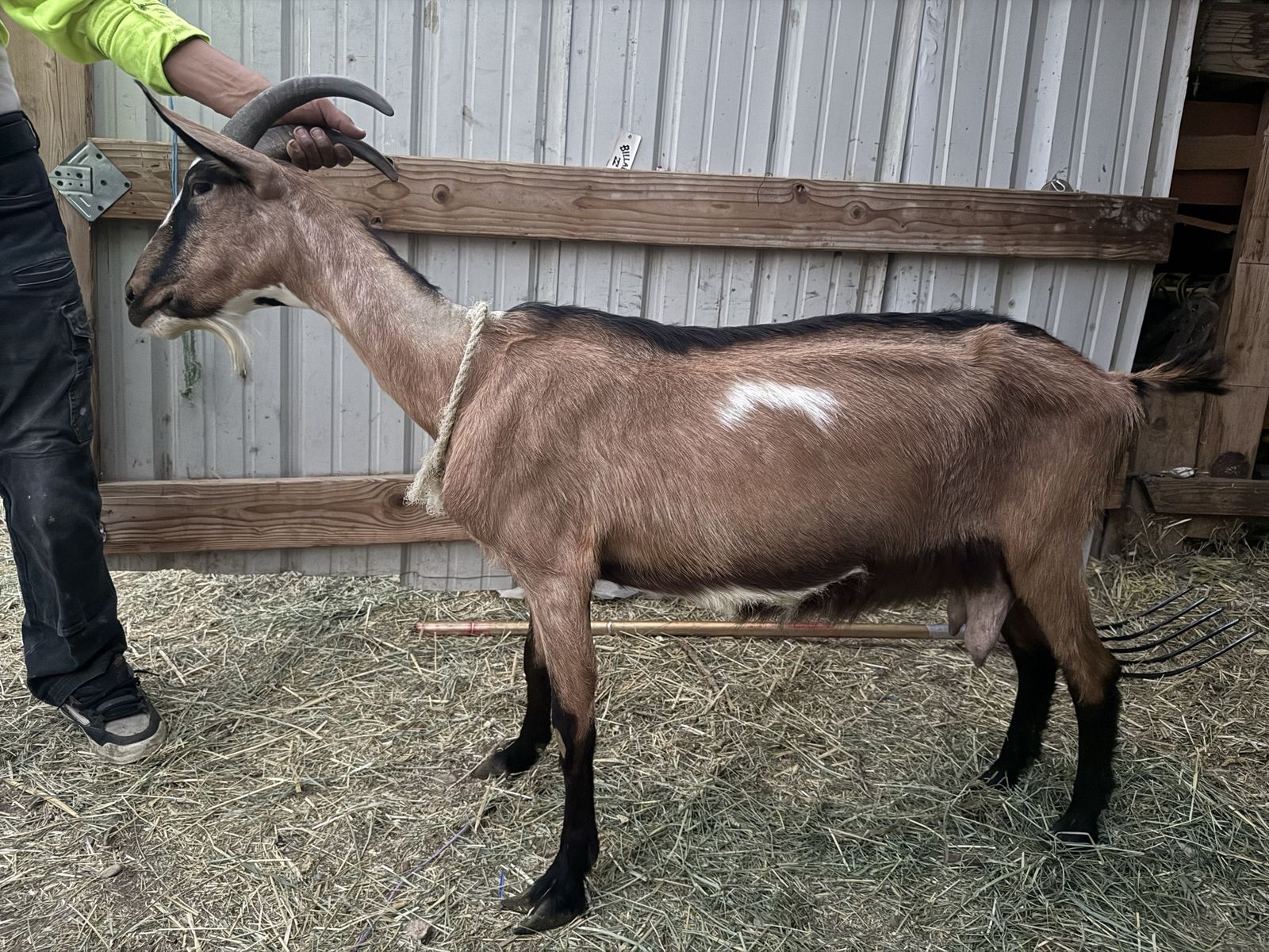 Alpine doe