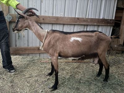 Alpine doe