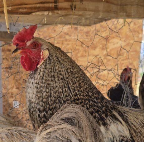 Free Rooster