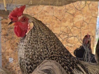 Free Rooster