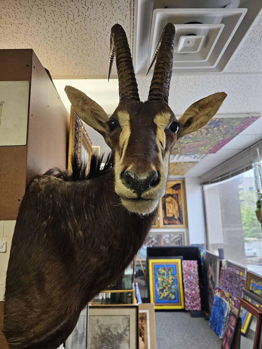 African Sable Antelope Taxidermy Shoulder Mount - Large Trophy Horns - Excellent